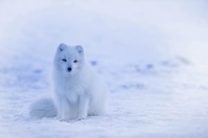 världens dyraste hund