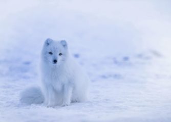 världens dyraste hund