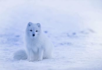 världens dyraste hund