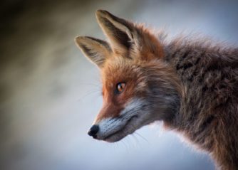 världens sötaste hundvalp