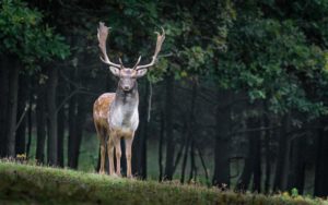 världens snabbaste häst