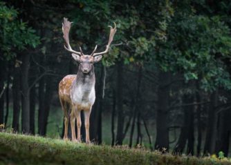 världens snabbaste häst