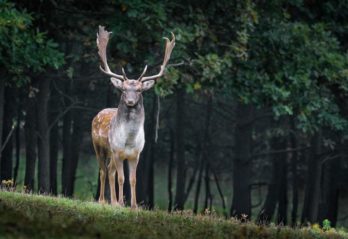 världens snabbaste häst